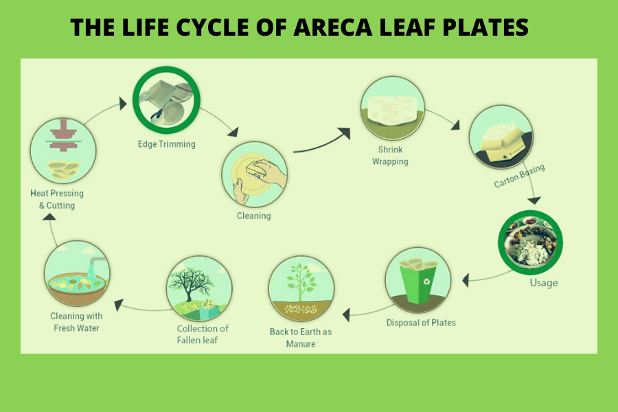 How areca plates are a futuristic method of protecting the environment ?